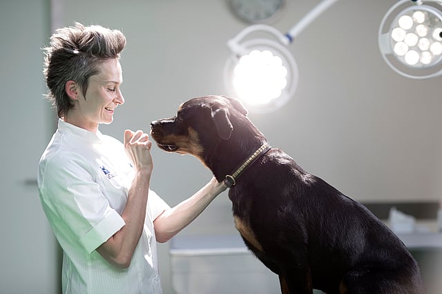 Veterinária e cão preto