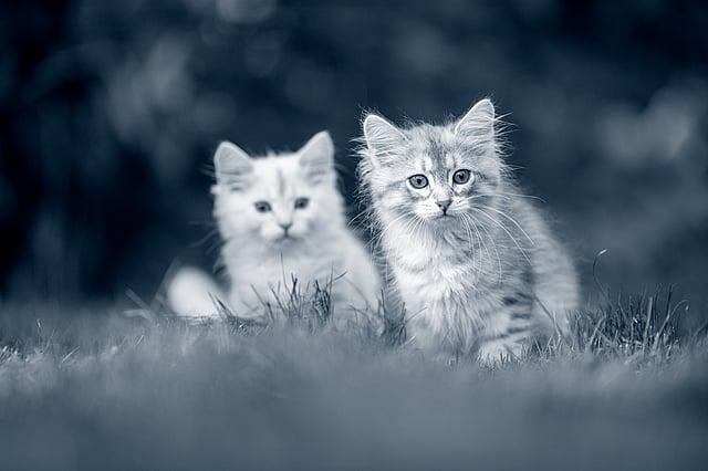 dois gatos bebés
