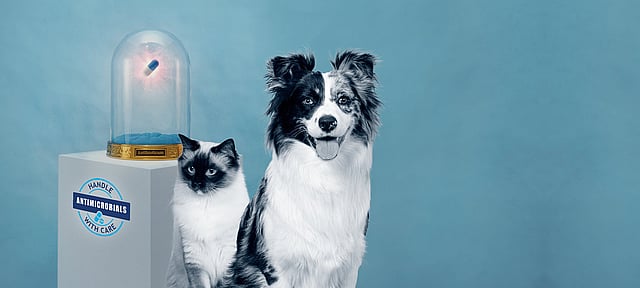 Um cão e um gato sentados um ao lado do outro.