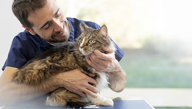Uma pessoa segurando um gato.