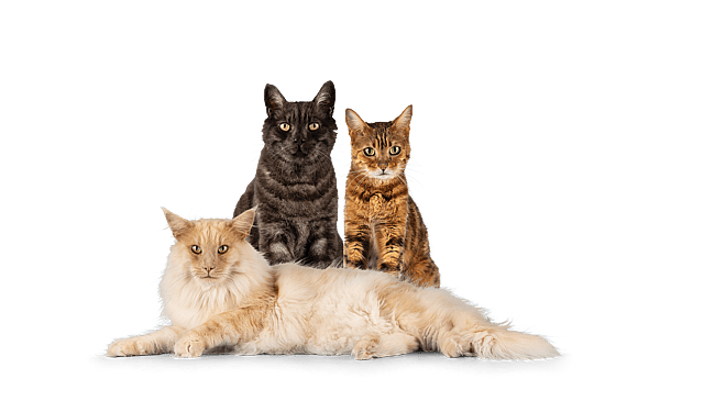 Um grupo de gatos sentados juntos.