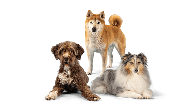 Um grupo de cães posando para uma foto.